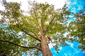 How Our Tree Care Process Works  in  Minooka, IL