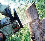 Reliable Minooka, IL Tree Care Solutions